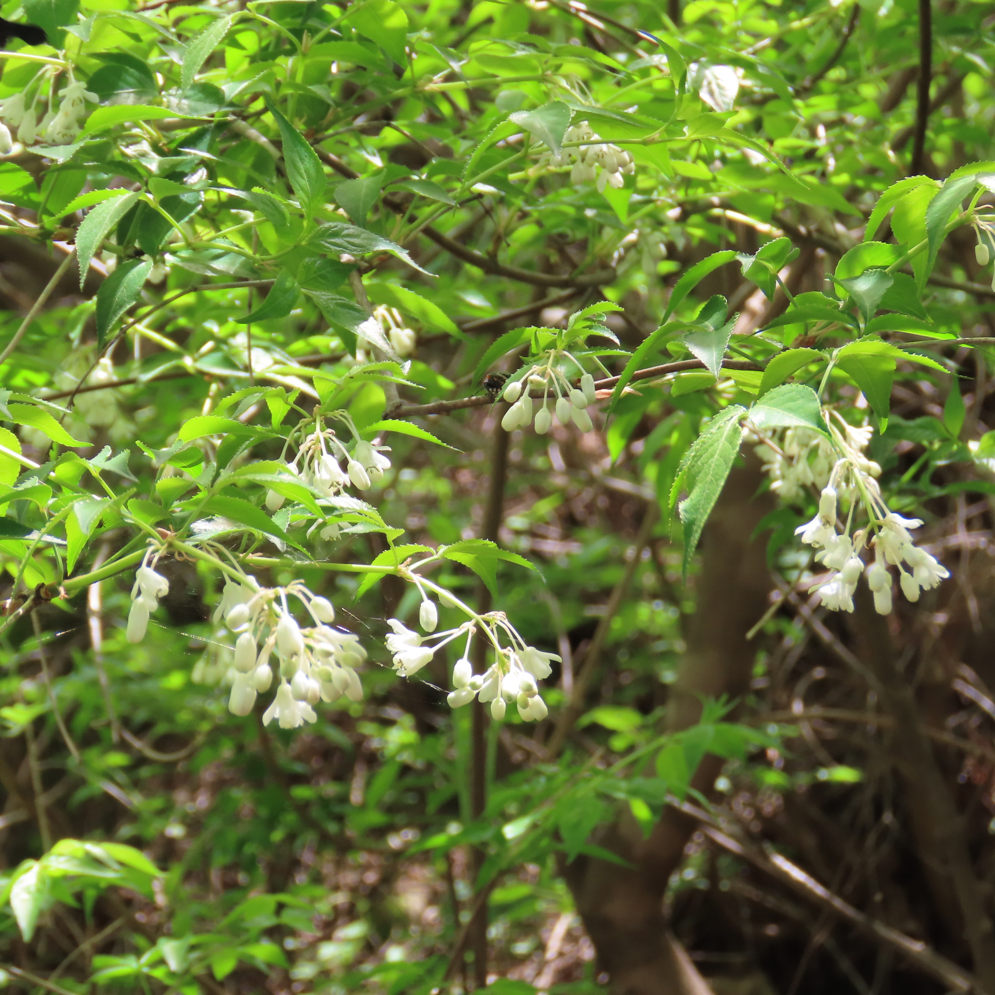 Bumald’s Bladdernut – The Cauliflower Tree – Hardy Edible Plants