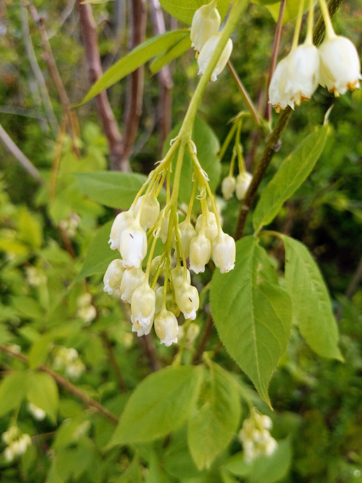 Bumald’s Bladdernut – The Cauliflower Tree – Hardy Edible Plants