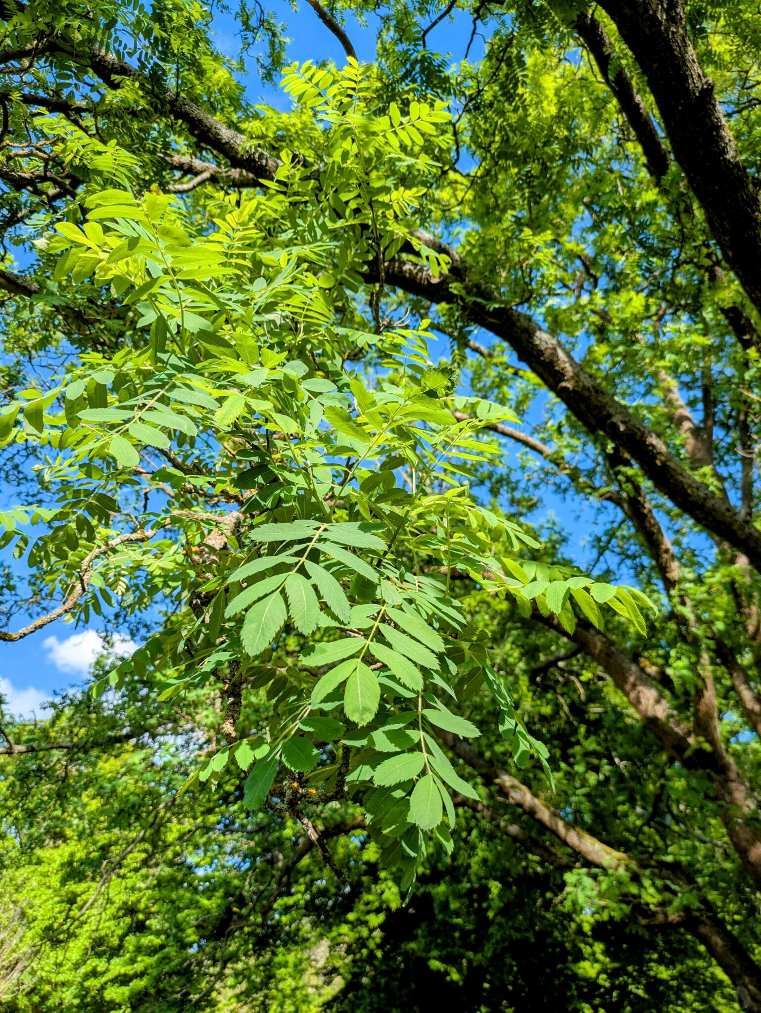 A Visit to Kew Gardens - Hardy Edible Plants